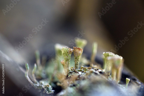 Φωτογραφία Moss and lichen