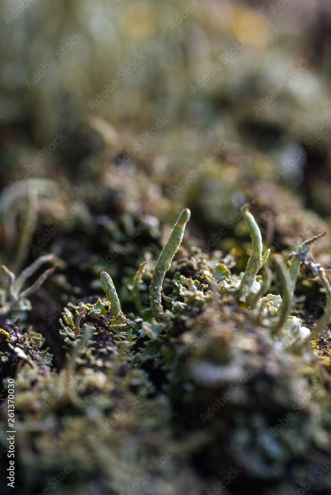 Moss and lichen Moss and lichen