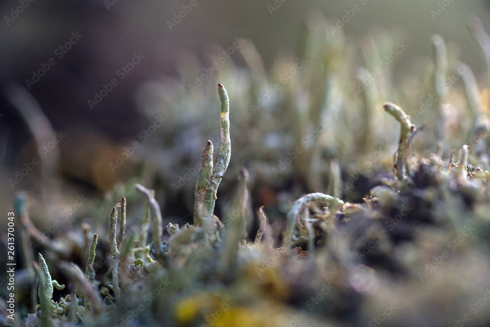 Fototapeta premium Moss and lichen