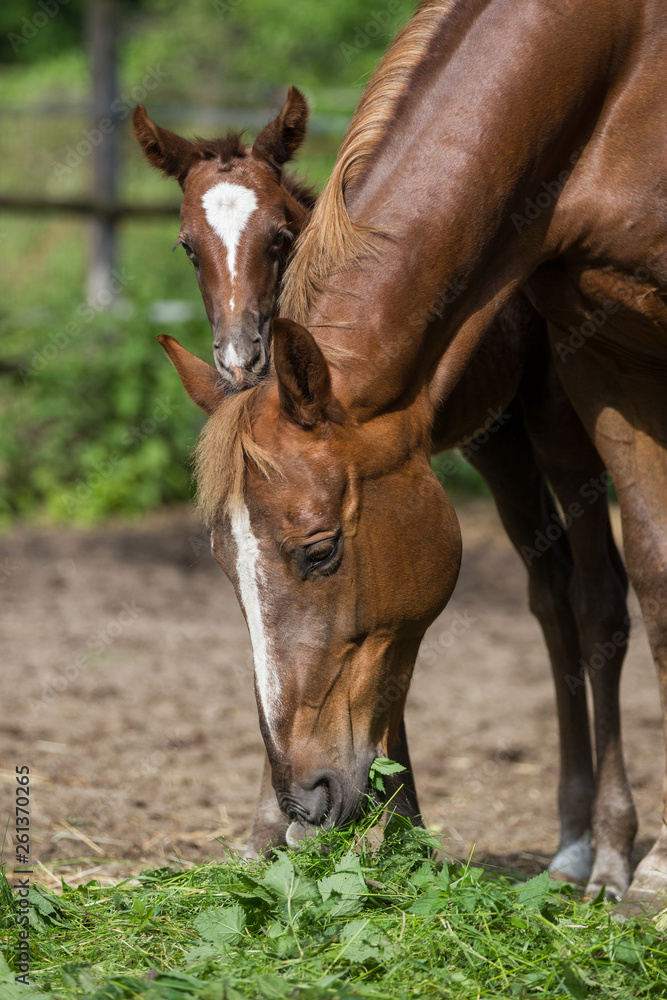 Fototapeta premium Fuchsfohlen Stute Warmblut