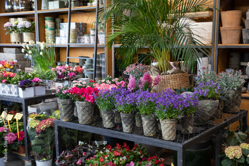 Springtime blooming potted Campanula muralis or violet bellflowers and other plants on the shelfs of greek flowers bar.