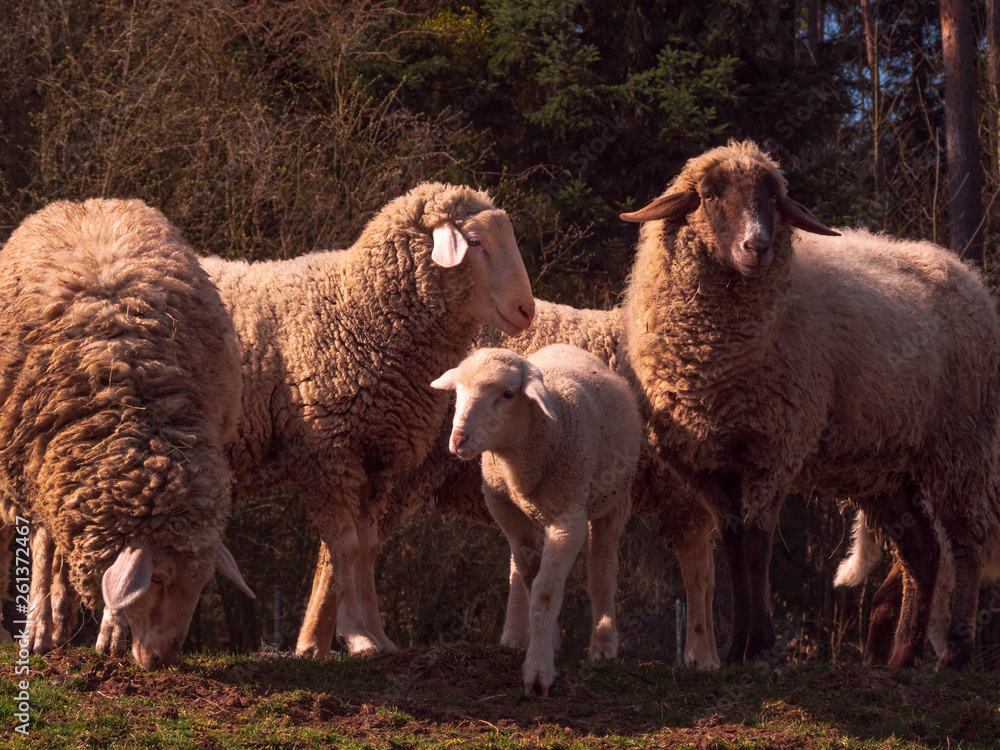 Young sheep family during Spring