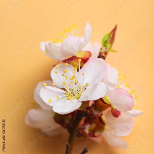 Fruit branch of apricot