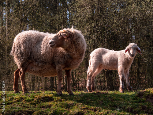 Young sheep family during Spring
