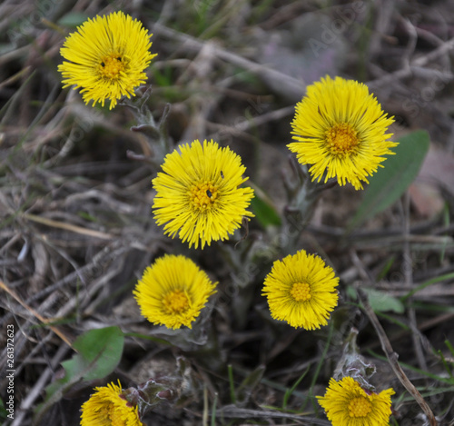 In nature, bloom early spring plant Tussilago farfara