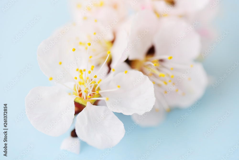 Blooming apricot branch Blooming apricot branch
