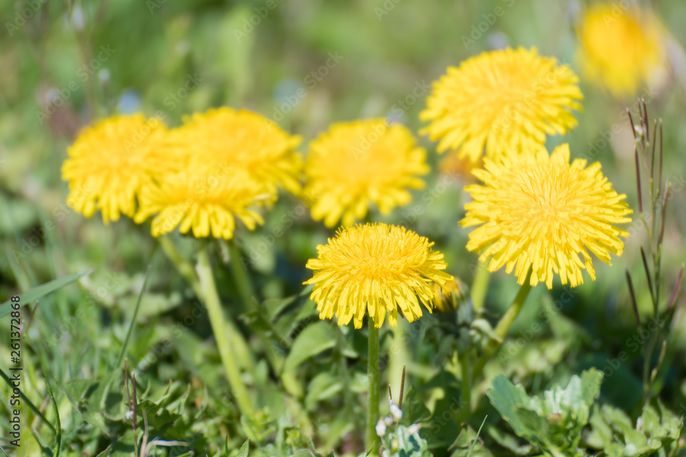 yellow dandelions in a meadow yellow dandelions in a meadow