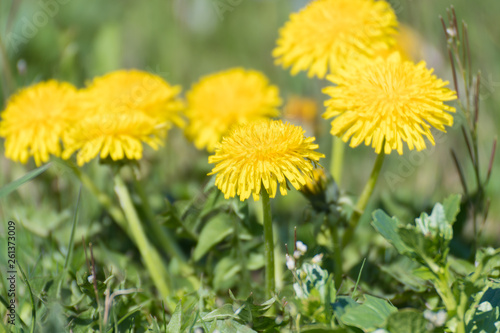 yellow dandelions in a meadow