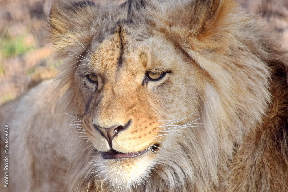 Katanga Lion Panthera Leo Bleyenberghi Head Closeup
