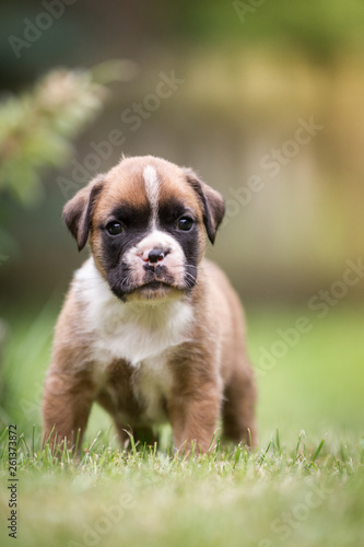 Hund Boxer Welpen Rassehund auf einer Wiese © Ines Hasenau