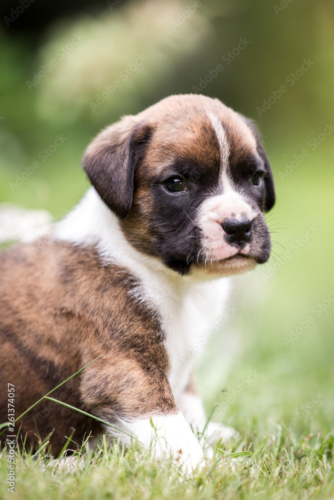 Obraz premium Hund niedlicher Boxer Welpen mit Maske draußen im Garten auf einer Wiese