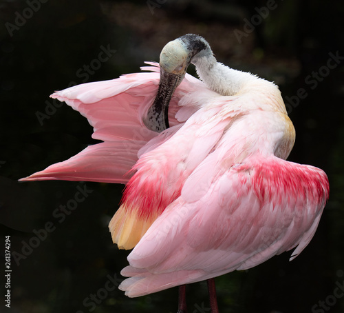 Konstfotografi Pink roseate spoonbill with red highlights and a large flat spoon-shaped bill is preening its feathers against a dark background