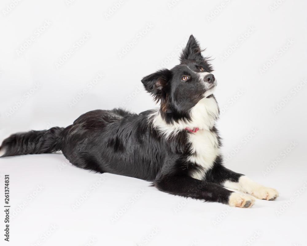 Super Cute Dog Super Cute Dog