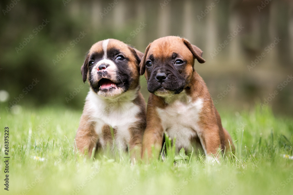 Hunde Rassehunde zwei kleine süße Boxer Welpen auf einer Wiese Freundschaft, kleine Hündchen, Geschwister sitzen im Gras