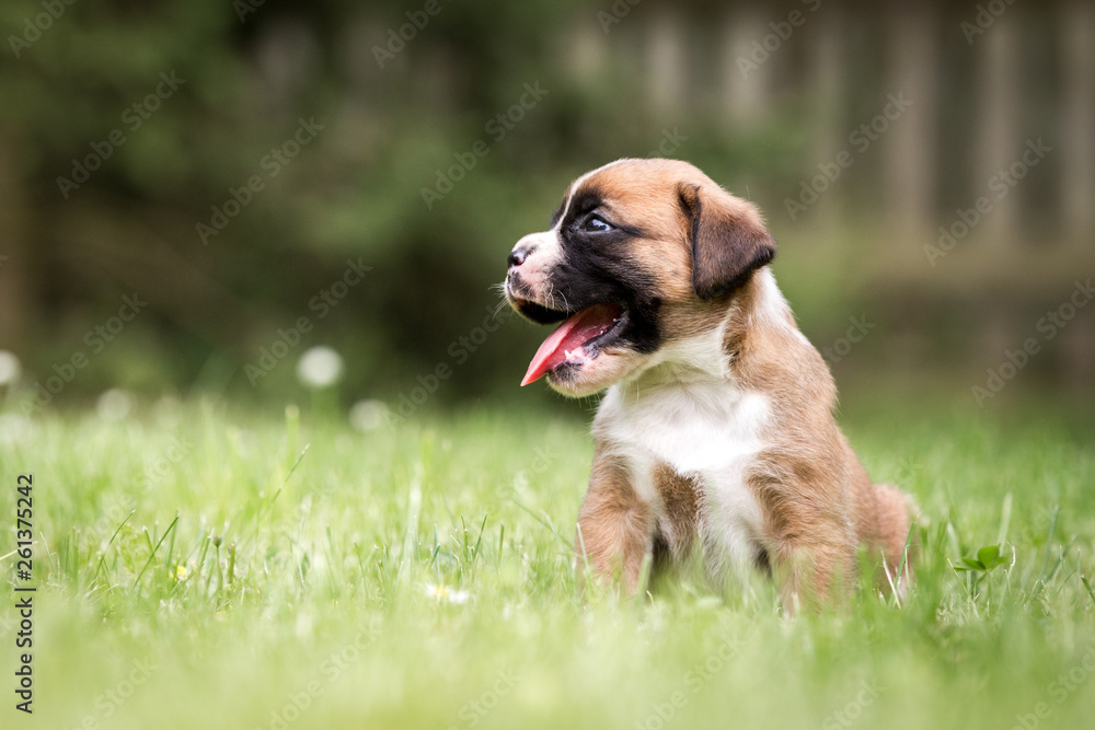 Hunde niedliche kleine Rassehunde Boxer Welpen auf einer Wiese schaut sich um und hechelt 