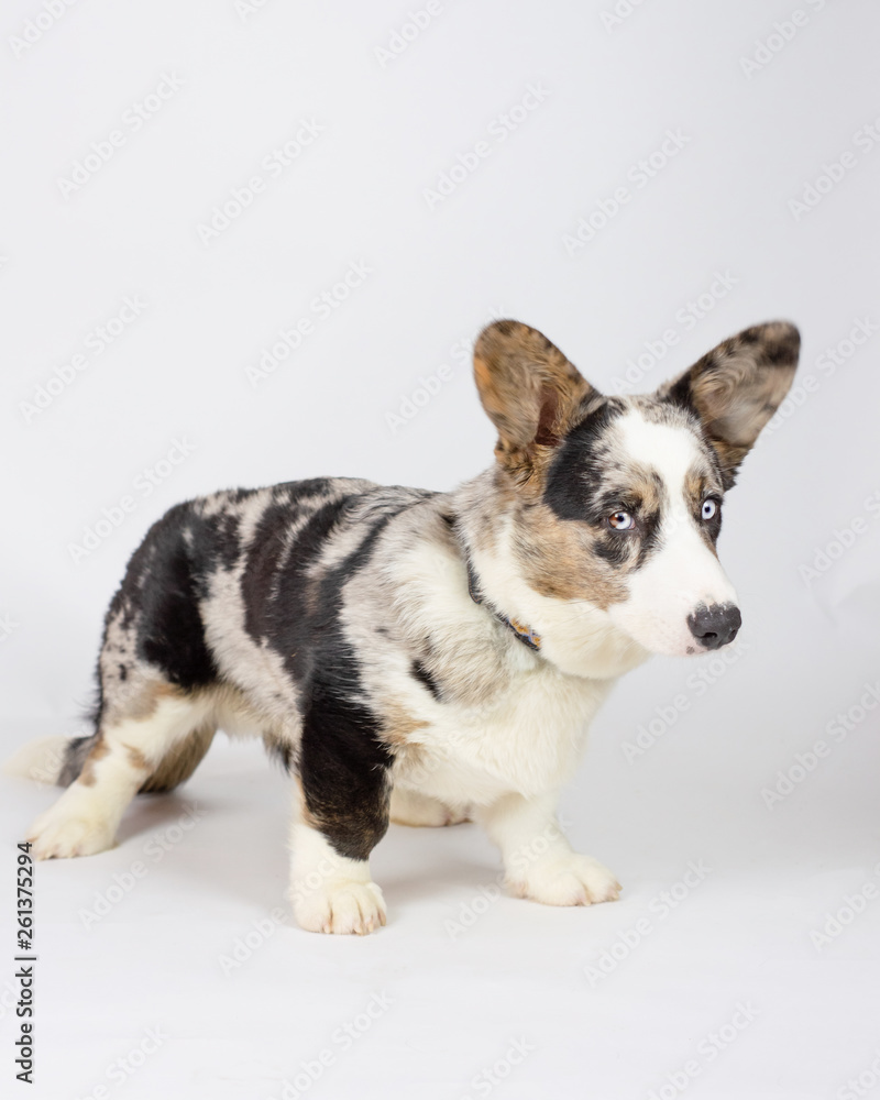 Super Cute Dog Super Cute Dog