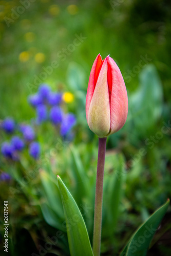 Red tulips on meadow with grass and wildflowers