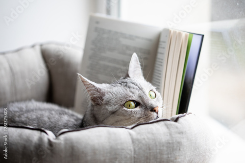 Cat reads a book on a window sill