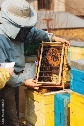 Beekeeper is working with bees and inspecting bee hive after winter © Olha