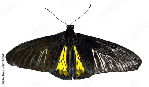 Color butterfly, isolated on white background with clipping path, troides oblongomaculatus photo