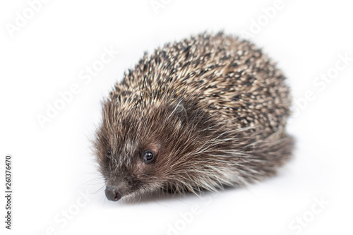 Fototapeta Naklejka Na Ścianę i Meble -  Funny hedgehog isolated on white