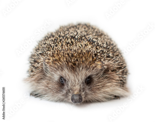 Funny hedgehog isolated on white