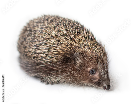 Funny hedgehog isolated on white