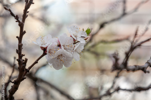 apricot flower