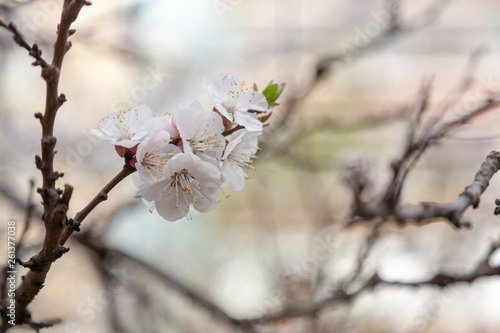 apricot flower