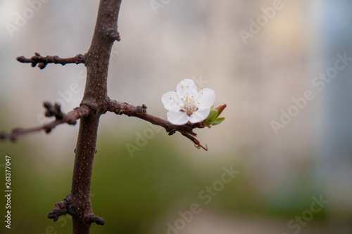  Apricot flower