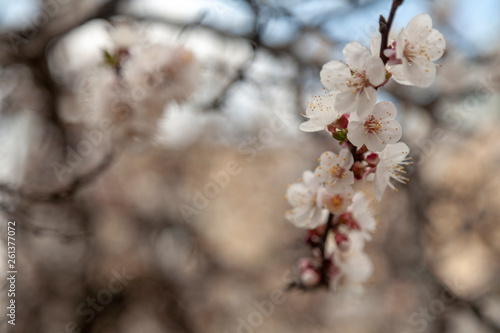 Blooming apricot