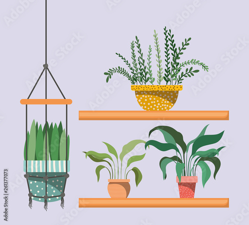 houseplants in macrame hangers and shelfs