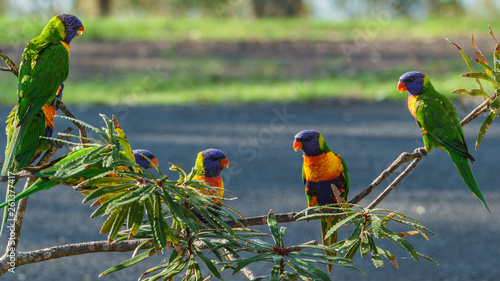 Rainbow lorikeet Papageien (Trichoglossus haematodus) in Australien photo