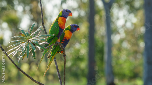 Rainbow lorikeet Papageien (Trichoglossus haematodus) in Australien
