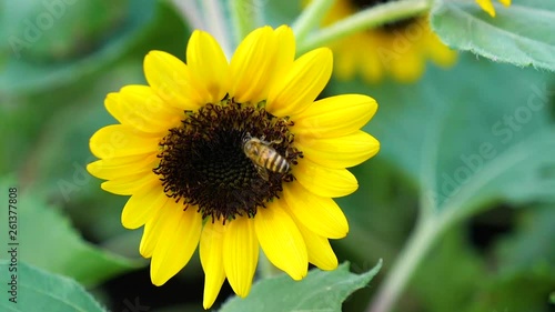 Slow motion of bee flying on sunflower photo