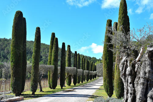  alley of cypress trees in the park
