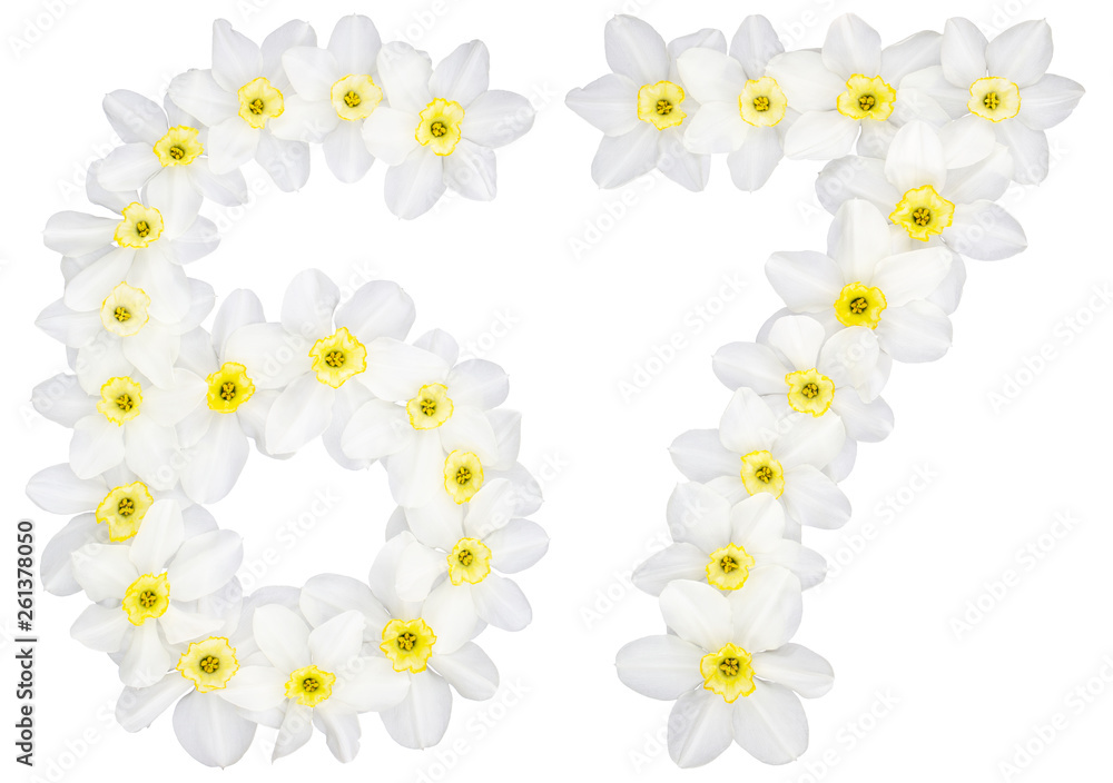 Numeral 67, sixty seven, from natural white flowers of Daffodil (narcissus), isolated on white background