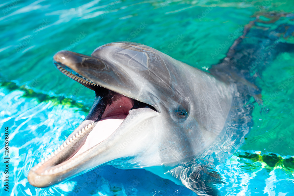Obraz premium 笑顔のイルカ