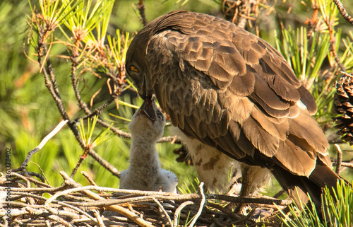 Short toed snake eagle feeding nestling