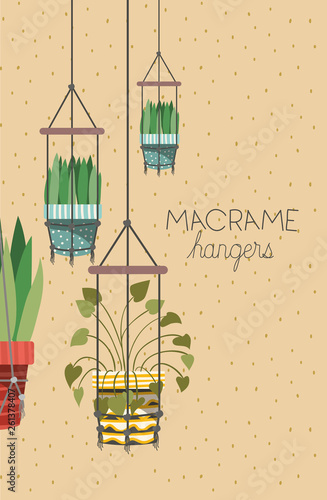 houseplants in macrame hangers