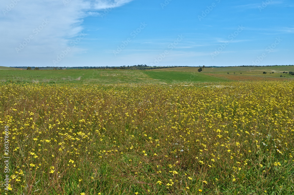 Alentejo Plain field scenery during springtime in Portugal