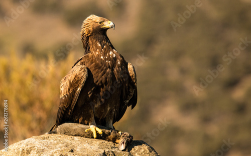 Gold eagle with dead rabbit perching on rock photo