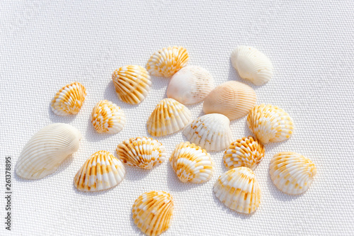Seashells on white