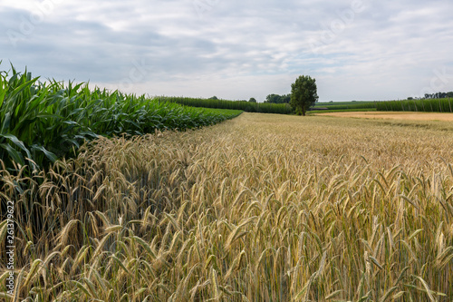 Fields of rye and corn