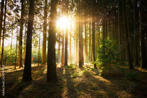 Sonnenstrahlen im Wald © GD schaarschmidt