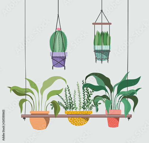houseplants in macrame hangers