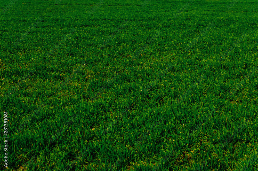 field on which grows juicy green grass