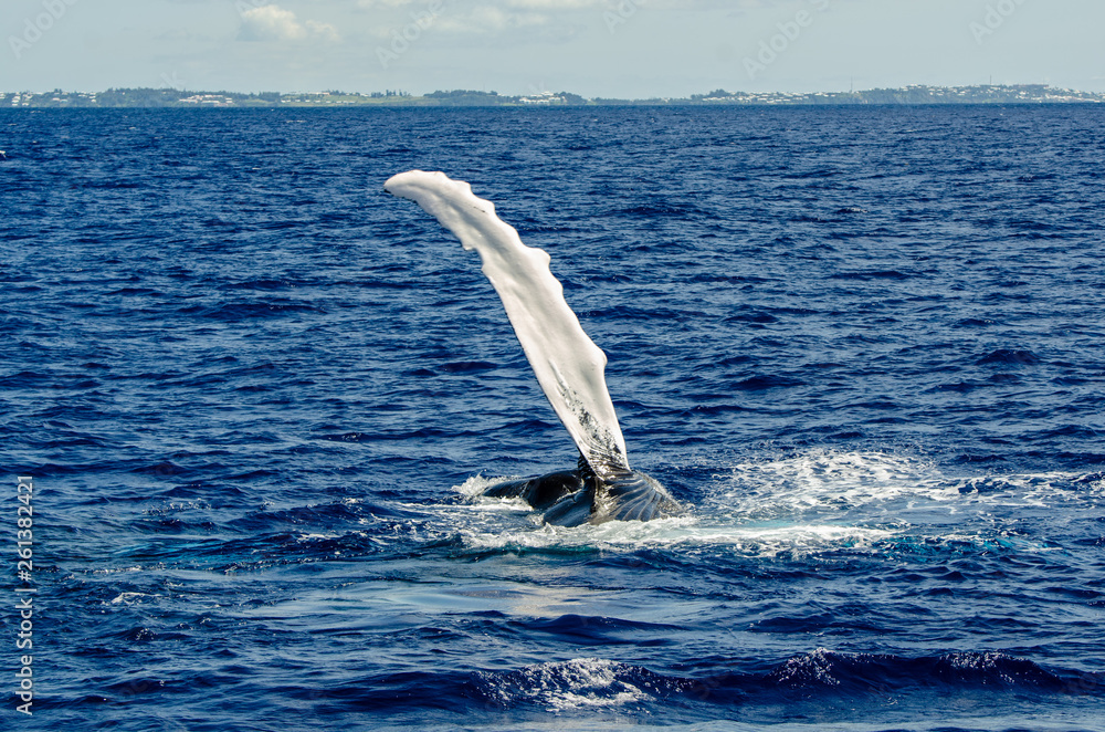 Obraz premium Water ballet of the humpback