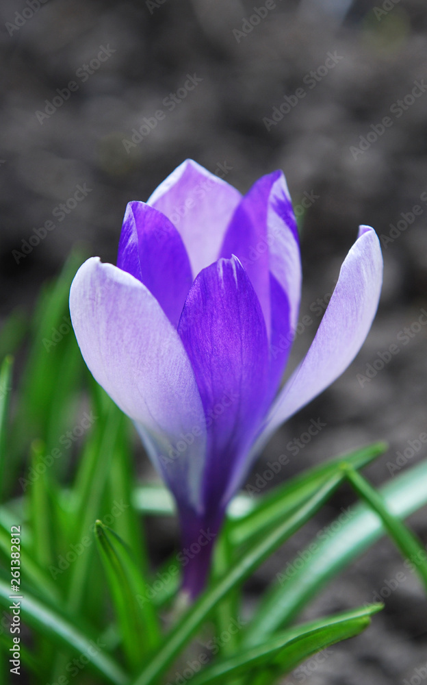 crocus in spring crocus in spring