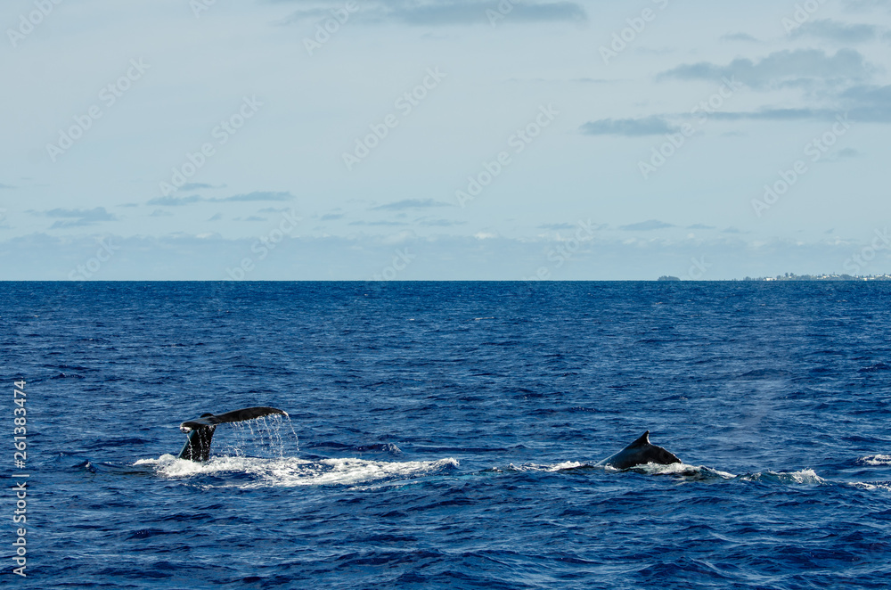 Fototapeta premium Hump and Tail